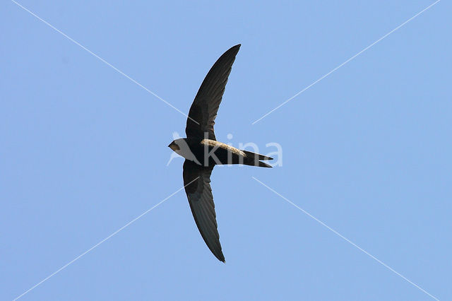Swift (Apus apus)