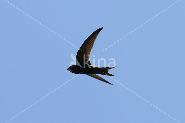 Swift (Apus apus)