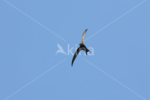 Swift (Apus apus)