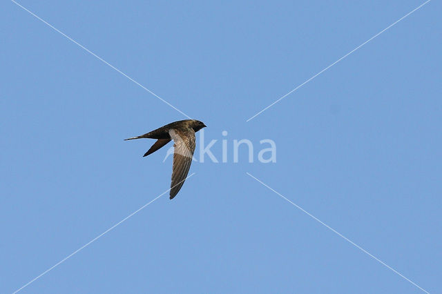 Swift (Apus apus)