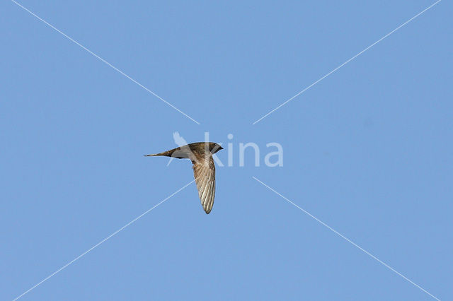 Swift (Apus apus)