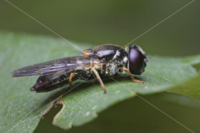 Hoverfly (Cheilosia sp.)