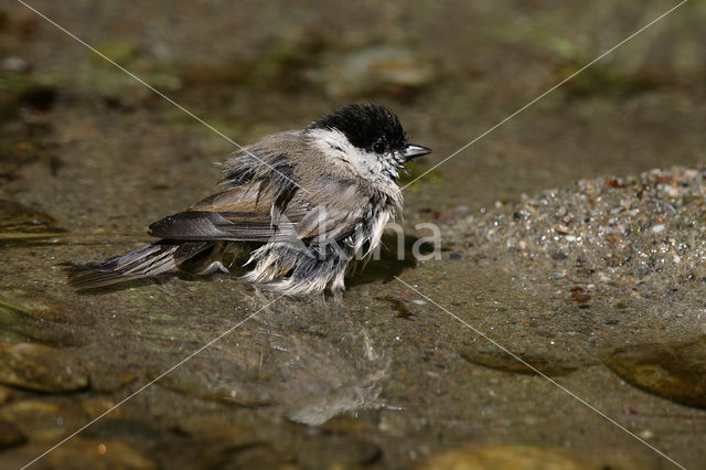 Marsh Tit (Parus palustris)