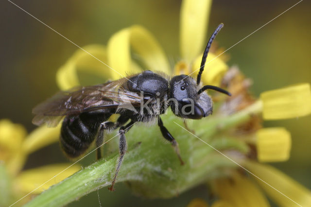 Glanzende bandgroefbij (Lasioglossum zonulum)