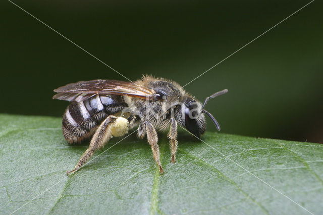 Glanzende bandgroefbij (Lasioglossum zonulum)