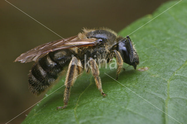 Glanzende bandgroefbij (Lasioglossum zonulum)