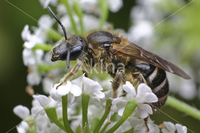 Glanzende bandgroefbij (Lasioglossum zonulum)