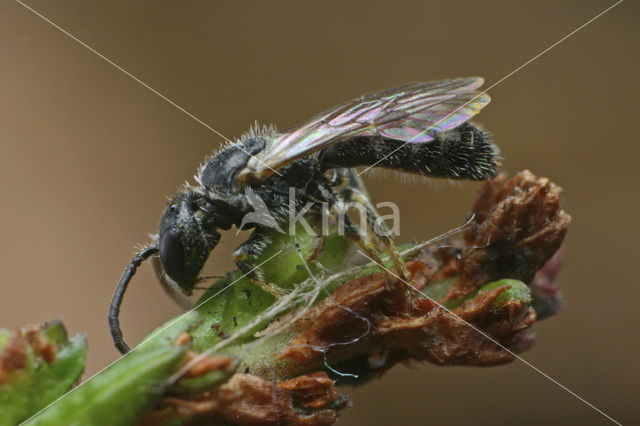 Glanzende groefbij (Lasioglossum lucidulum)