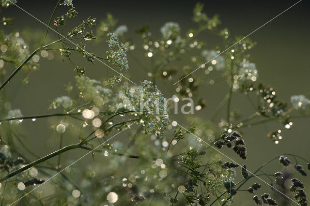 Gras