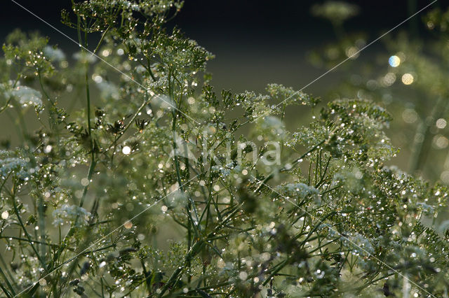 Gras