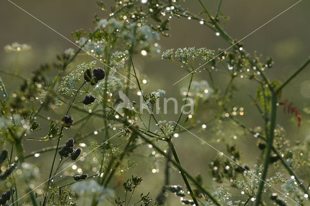 Gras