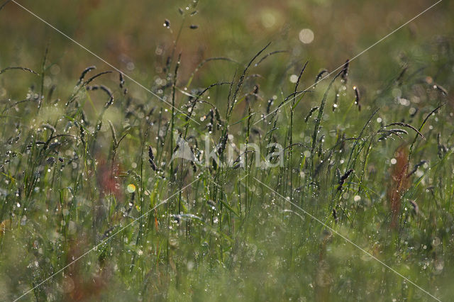 Gras