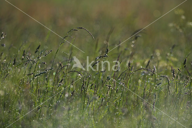 Gras