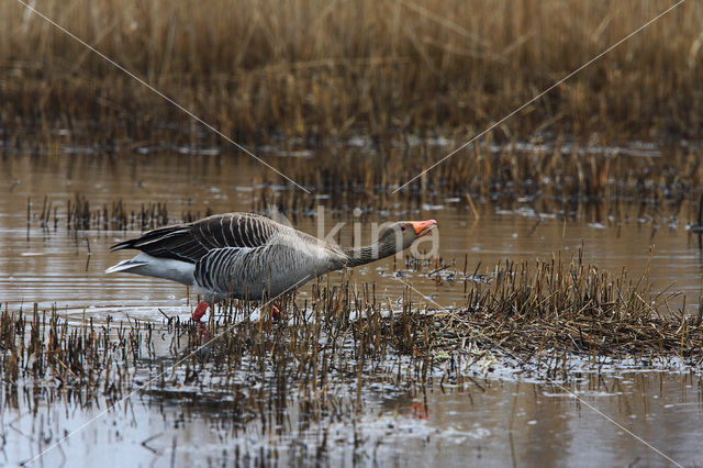 Grauwe Gans (Anser anser)