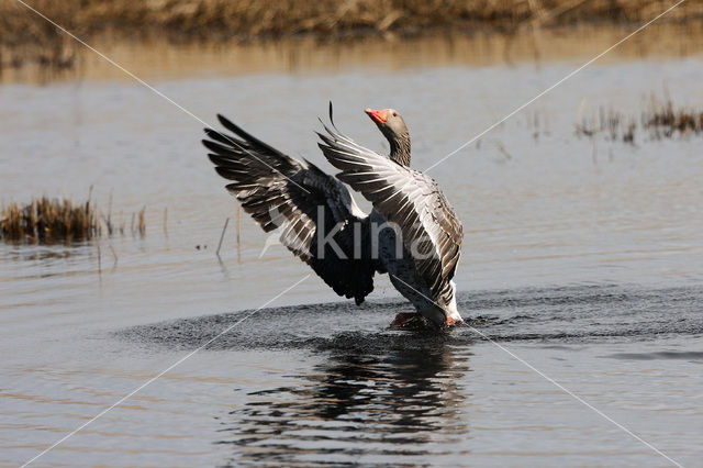 Grey Lag-Goose (Anser anser)