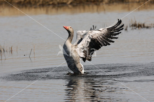 Grauwe Gans (Anser anser)