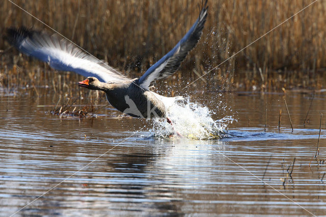 Grauwe Gans (Anser anser)