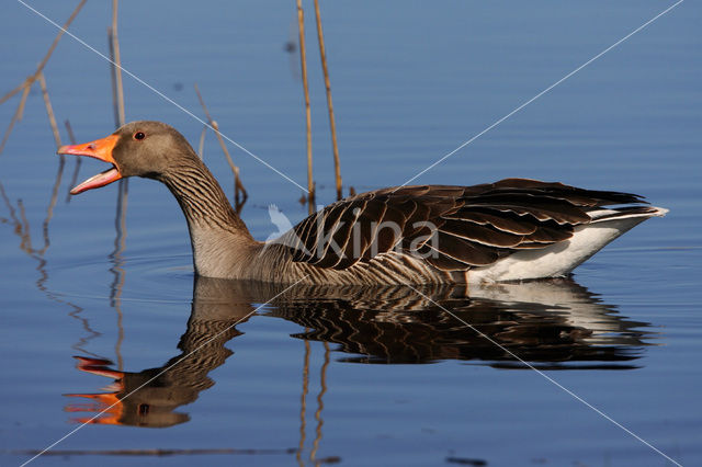 Grauwe Gans (Anser anser)