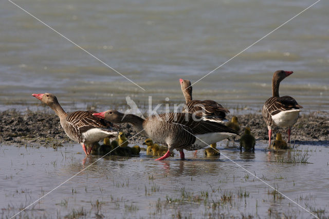 Grey Lag-Goose (Anser anser)