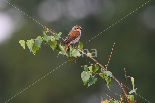 Red-backed Shrike (Lanius collurio)