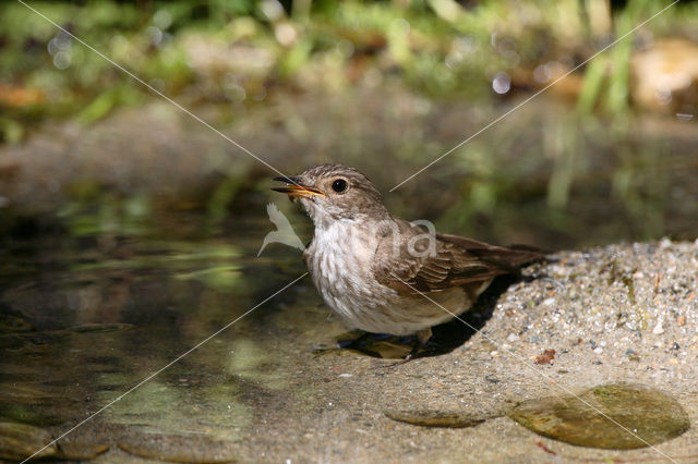 Spotted Flycatcher (Muscicapa striata)