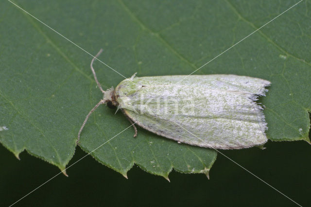 Groene Eikenbladroller (Tortrix viridana)