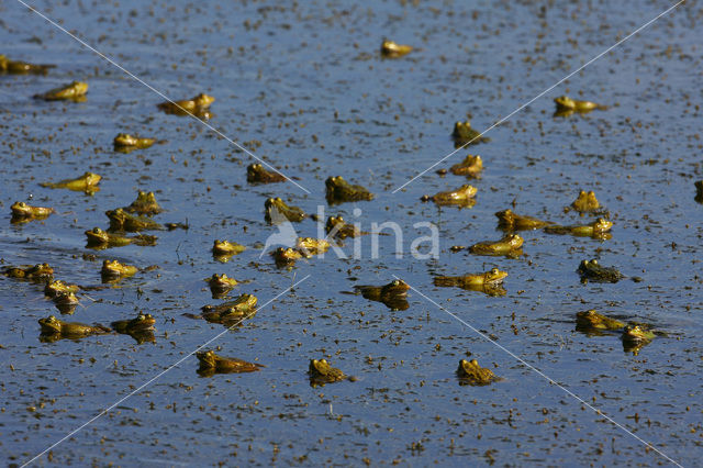 edible frog (Rana esculenta)