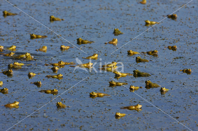 Groene kikker (Rana esculenta)