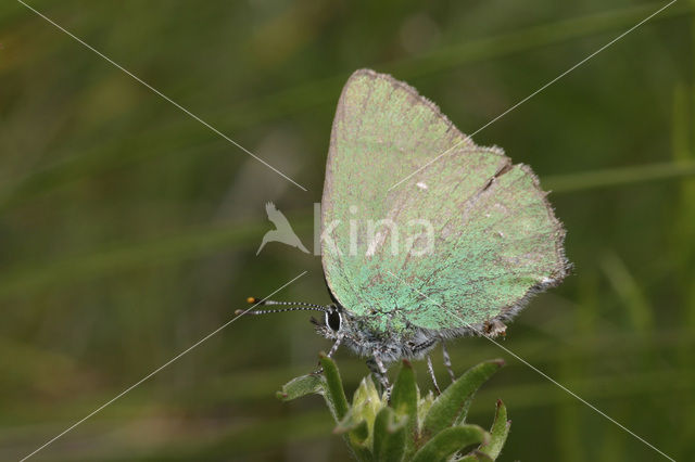 Groentje (Callophrys rubi)