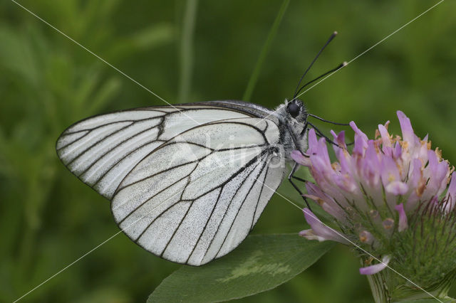 Groot geaderd witje (Aporia crataegi)