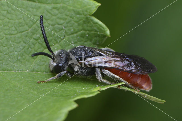 Grote Bloedbij (Sphecodes albilabris)