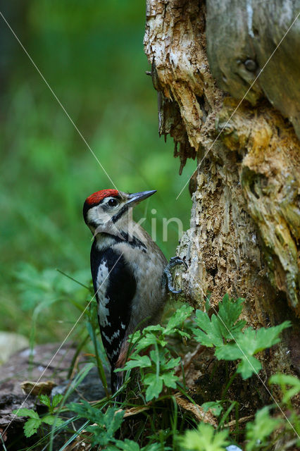 Great Spotted Woodpecker (Dendrocopos major)