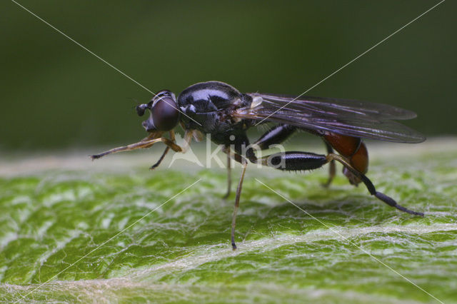 Grote Bronzwever (Sphegina sibirica)