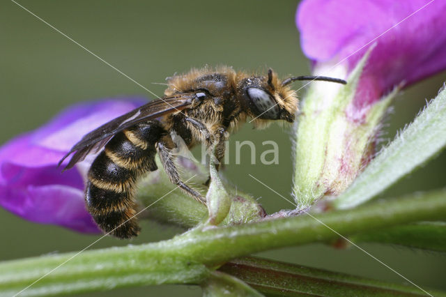 Chelostoma rapunculi