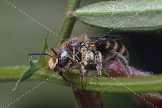 Chelostoma rapunculi