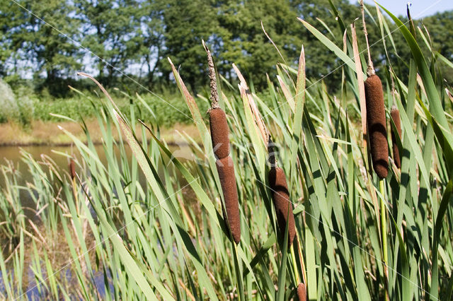 Grote lisdodde (Typha latifolia)