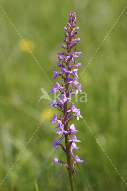 Fragant Orchid (Gymnadenia conopsea)