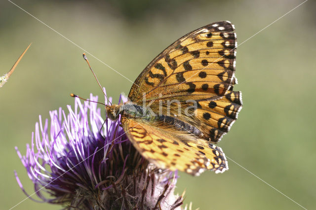 Grote parelmoervlinder (Argynnis aglaja)