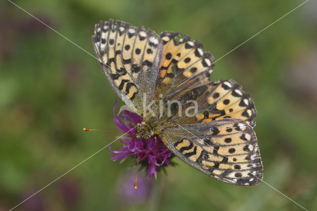 Grote parelmoervlinder (Argynnis aglaja)