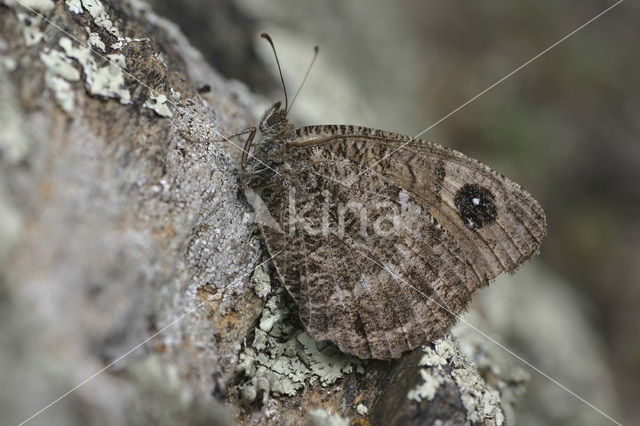 Grote saterzandoog (Satyrus ferula)