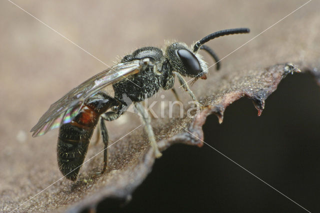 Grote spitstandbloedbij (Sphecodes puncticeps)