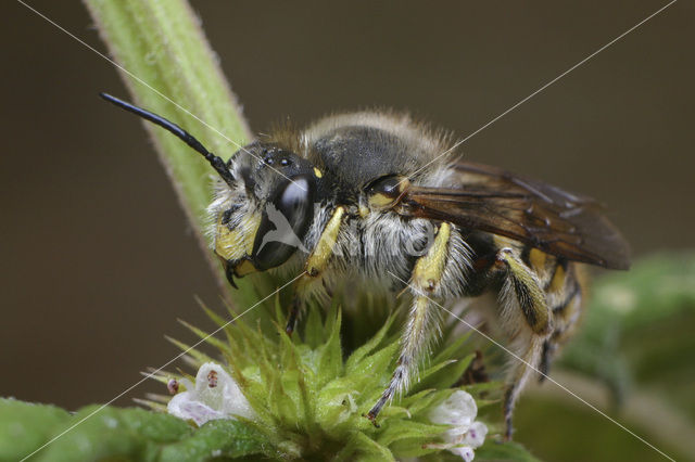 Grote wolbij (Anthidium manicatum)