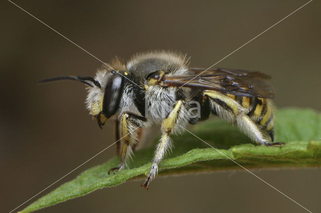 Wool-carder Bee (Anthidium manicatum)