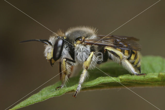 Grote wolbij (Anthidium manicatum)