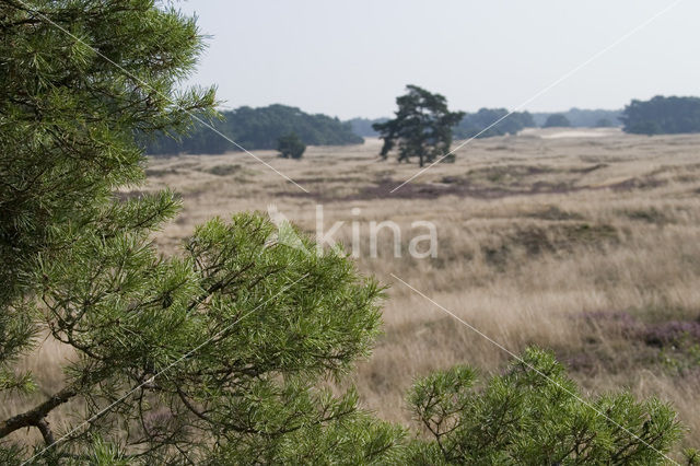 Scots Pine (Pinus sylvestris)