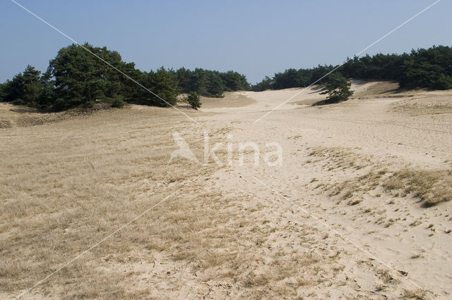 Scots Pine (Pinus sylvestris)