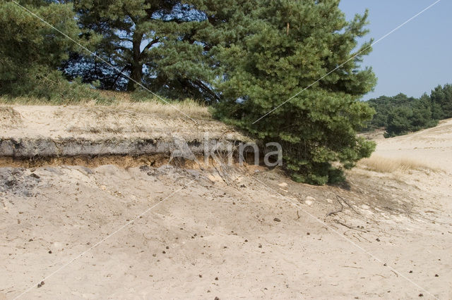 Scots Pine (Pinus sylvestris)