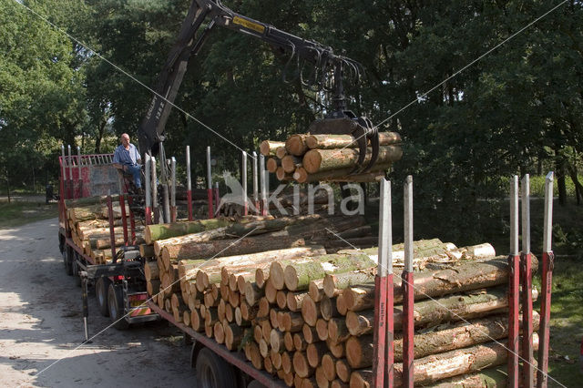 Scots Pine (Pinus sylvestris)