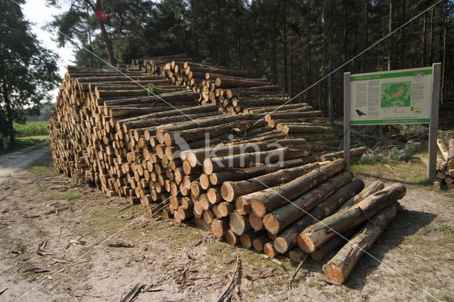 Scots Pine (Pinus sylvestris)