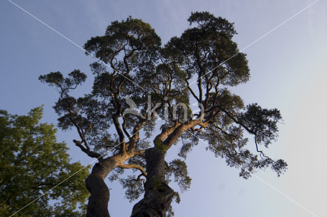 Grove den (Pinus sylvestris)